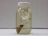 藏品(小甘鰺)的圖片